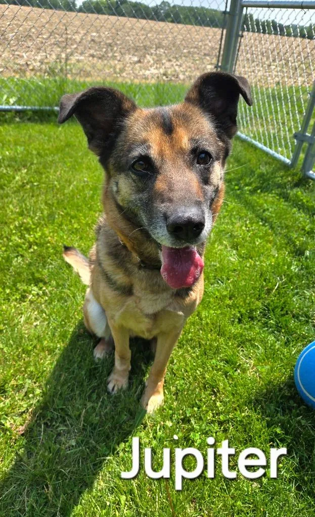 An adult medium-sized female German Shepherd Dog dog named Jupiter Yrly for adoption in Sidney, OH