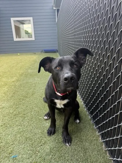 An adult large-sized male Mixed Breed dog named Chapito for adoption in Lafayette, IN