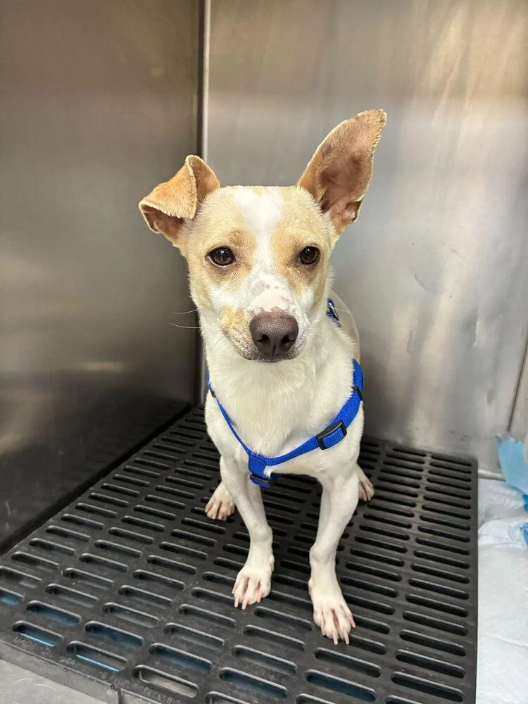 A young medium-sized male White / Cream Chihuahua dog named Marty for adoption in Marietta, GA
