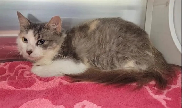A young medium-sized female Domestic Short Hair cat named Gladys for adoption in Saint Peters, MO