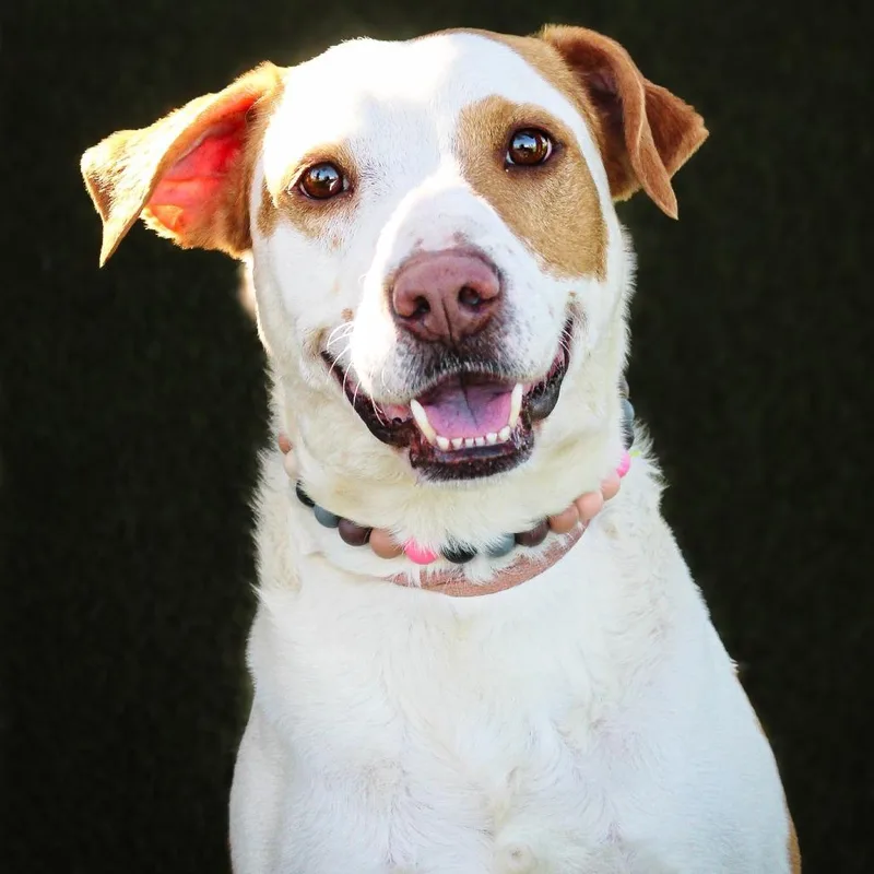 An adult medium-sized male Brown / Chocolate Mixed Breed dog named Walnut for adoption in Lake Jackson, TX
