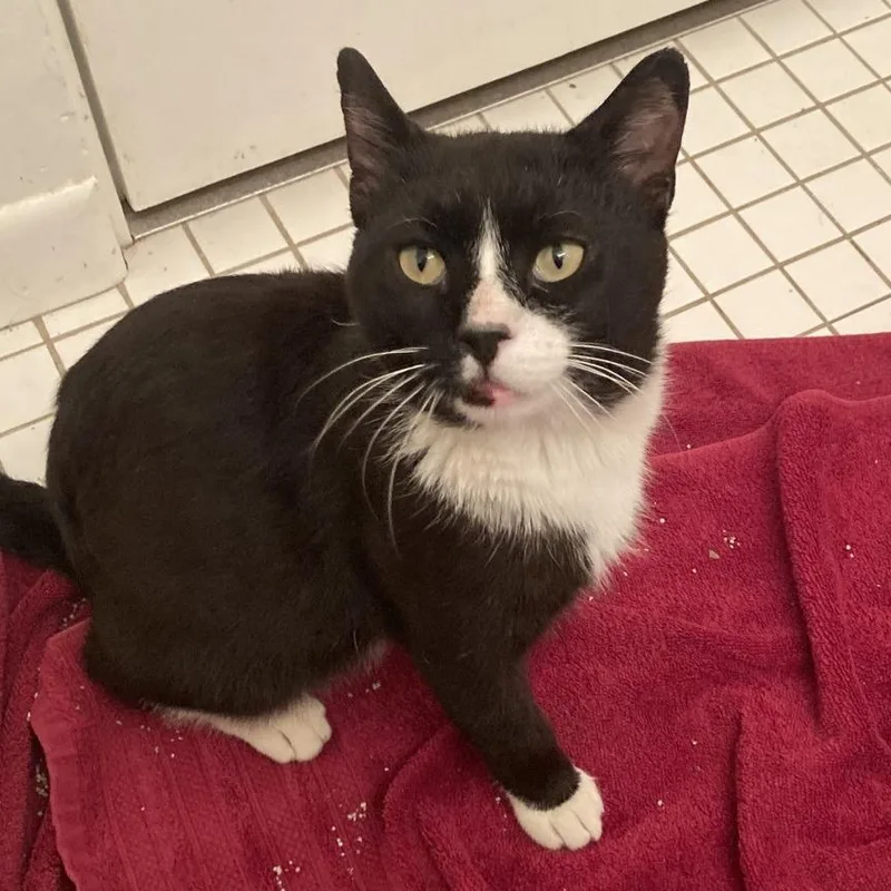 A young medium-sized male Black Domestic Short Hair cat named Earl Sweatshirt for adoption in Chicago, IL