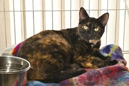 An adult medium-sized female Domestic Short Hair cat named Maeve for adoption in Baton Rouge, LA