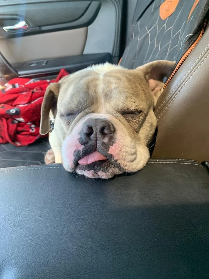 An adult medium-sized female English Bulldog dog named Luisa for adoption in Gilbert, AZ