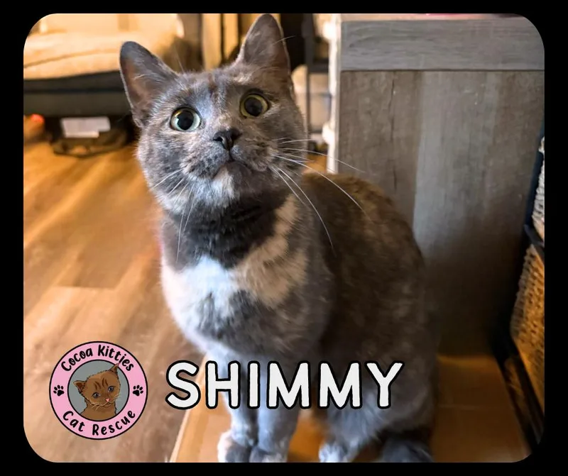 An adult medium-sized female Domestic Short Hair cat named Shimmy for adoption in Hershey, PA