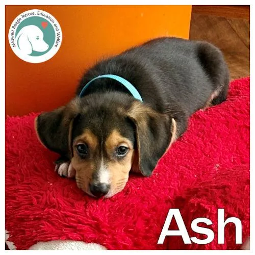 Ash thumbnail 2