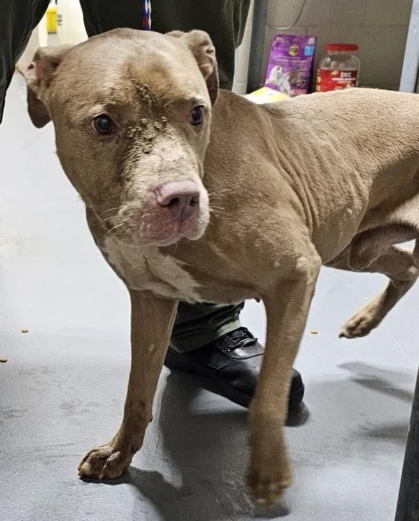 An adult medium-sized male Pit Bull Terrier dog named b Ted for adoption in Dallas, GA