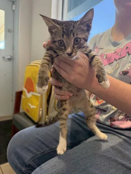 A baby small-sized male Domestic Short Hair cat named Lucky Charm for adoption in Daytona Beach, FL