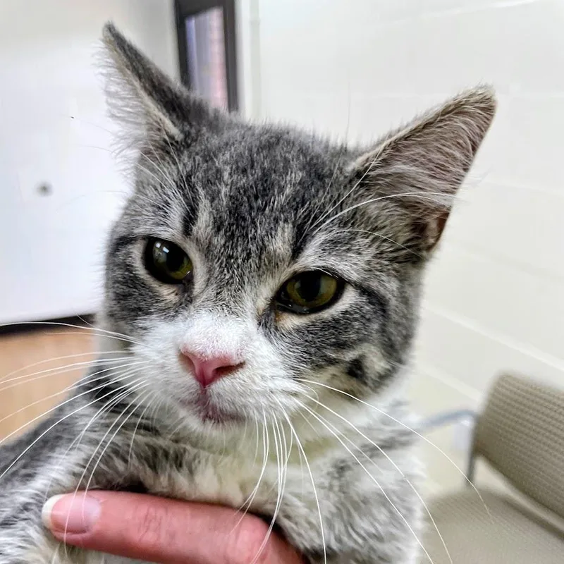 A baby small-sized female Gray / Blue / Silver Domestic Short Hair cat named A Few Old Memories for adoption in Fredericksburg, VA