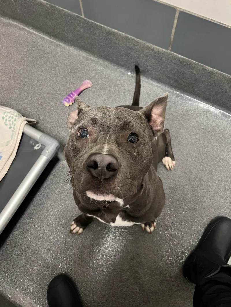 An adult medium-sized male Gray / Blue / Silver Pit Bull Terrier dog named Rocket for adoption in Cedar Rapids, IA