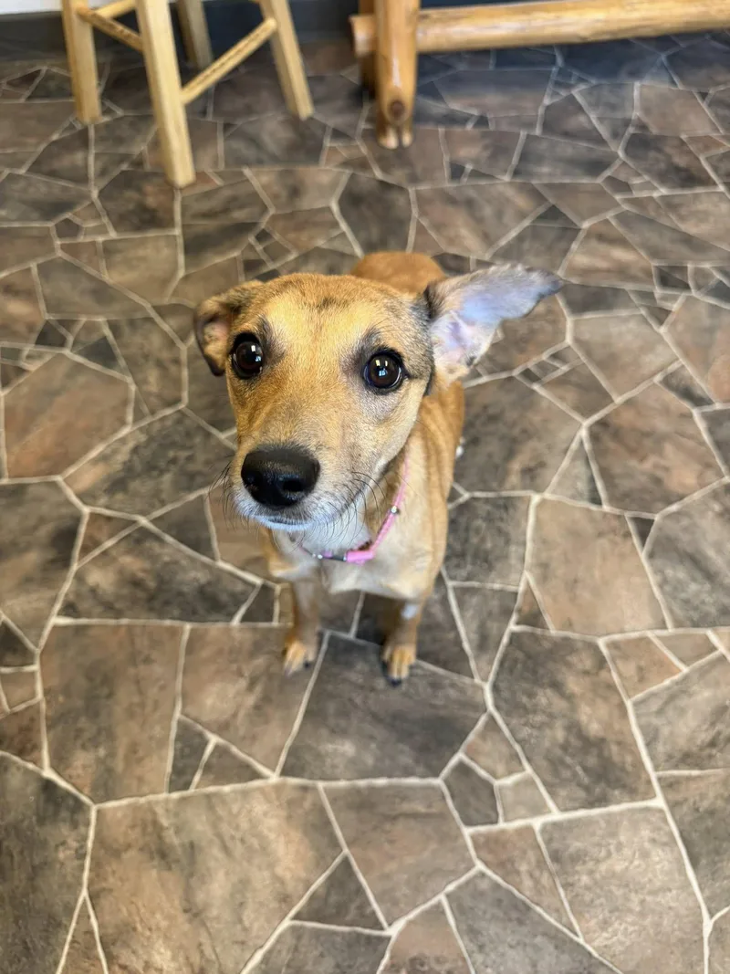 A young small-sized female Yellow / Tan / Blond / Fawn Terrier dog named Schist for adoption in Sterling Heights, MI
