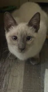 A baby small-sized female Gray / Blue / Silver Siamese cat named Ambrosia for adoption in Parlier, CA