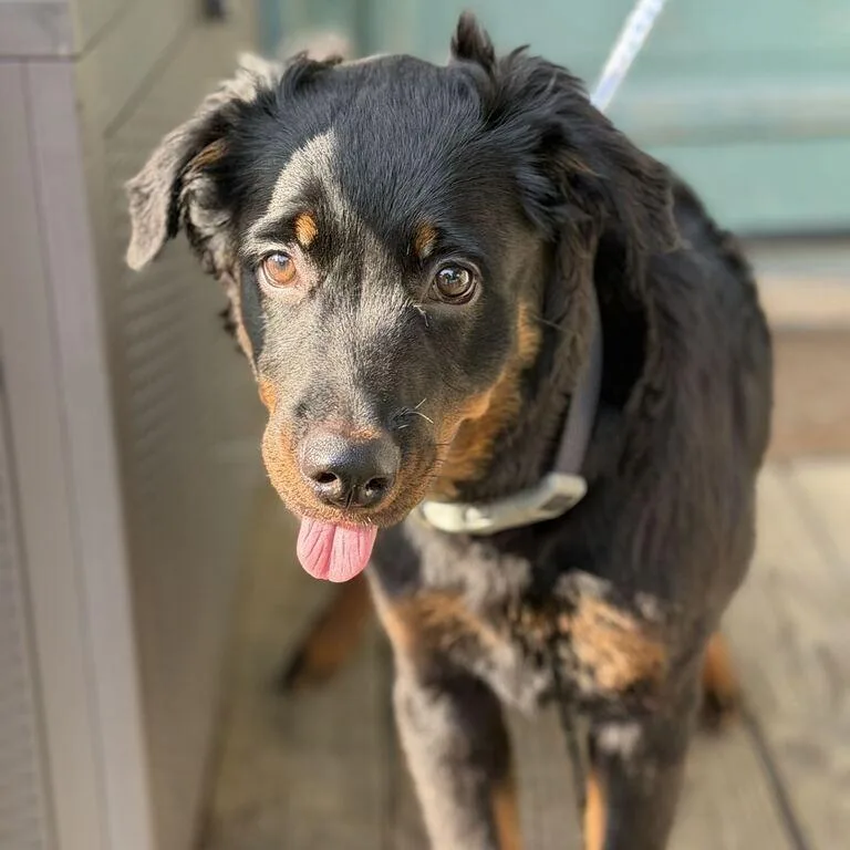 A baby medium-sized female Spaniel dog named Lola Lou for adoption in New Orleans, LA