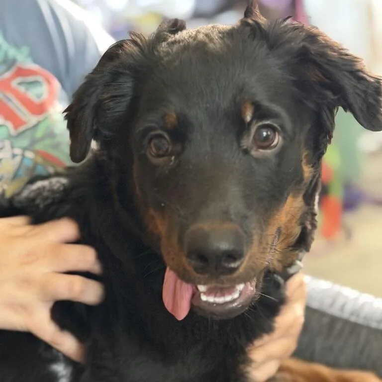 Lola Lou thumbnail 3