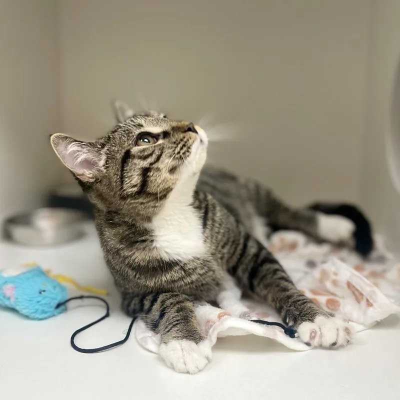 A young medium-sized male Brown / Chocolate Domestic Short Hair cat named Mittens for adoption in Champaign, IL