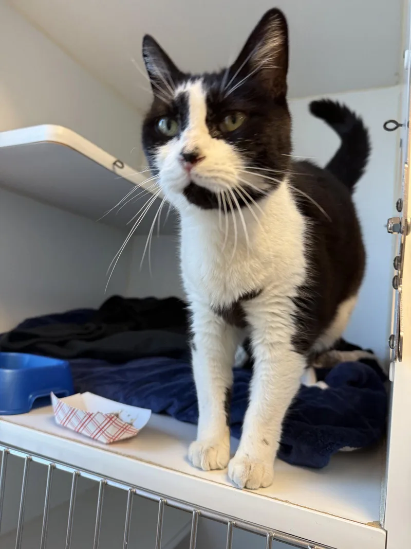 A senior large-sized female Domestic Short Hair cat named Marcilla for adoption in Oakland, CA