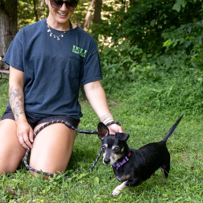 An adult small-sized male Tricolor (Brown, Black, & White) Dachshund dog named JaxAvail for adoption in West Grove, PA