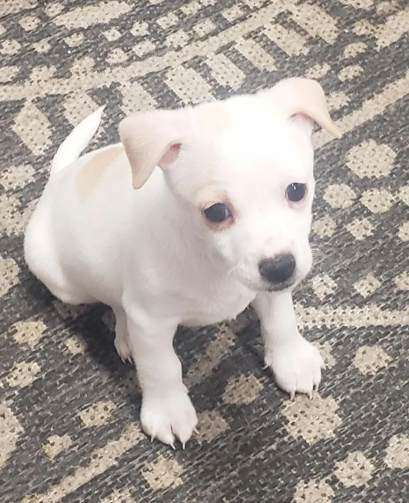 A baby small-sized male White / Cream Chihuahua dog named Casper for adoption in Ephrata, WA