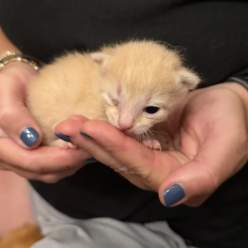 A baby small-sized male Buff / Tan / Fawn Domestic Short Hair cat named Smokey for adoption in Pasadena , MD