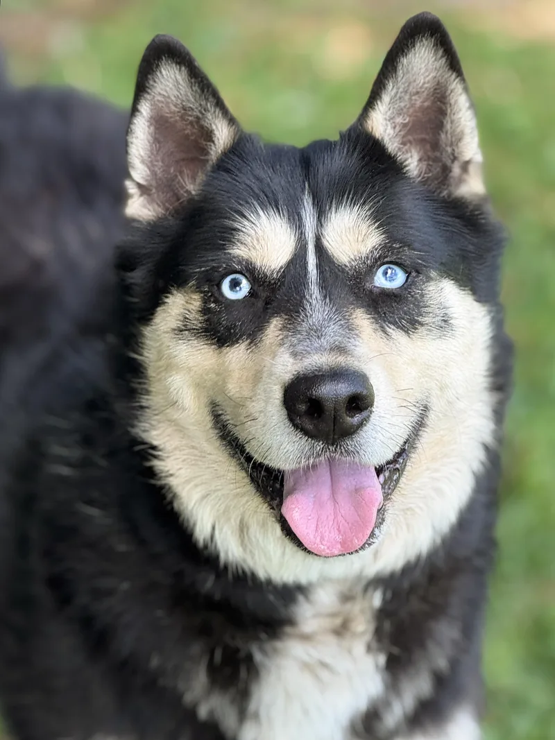 An adult large-sized female Black Siberian Husky dog named Mia for adoption in Anderson, IN