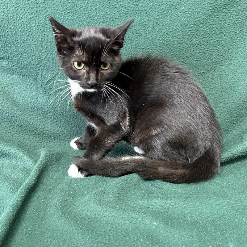 A baby medium-sized female Black Domestic Short Hair cat named Lala for adoption in Valdosta, GA