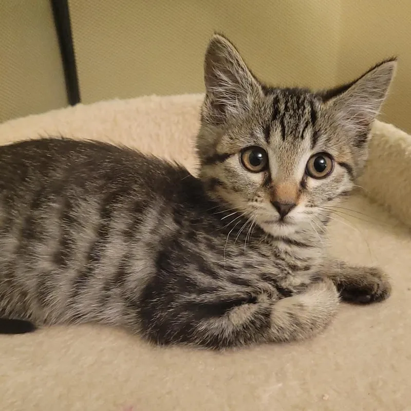A baby small-sized female Tabby (Brown / Chocolate) Domestic Short Hair cat named Evangeline for adoption in Antioch, CA