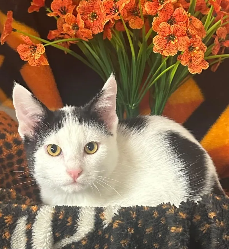 A baby small-sized male Domestic Short Hair cat named Rolly for adoption in Stillwater, OK