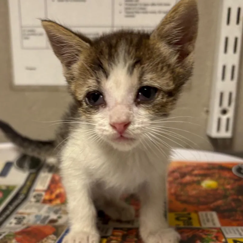 A baby small-sized female Gray / Blue / Silver Domestic Short Hair cat named Anne for adoption in Yuma, AZ