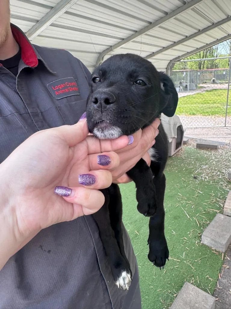 A baby medium-sized female Labrador Retriever dog named Kona for adoption in Russellville, KY