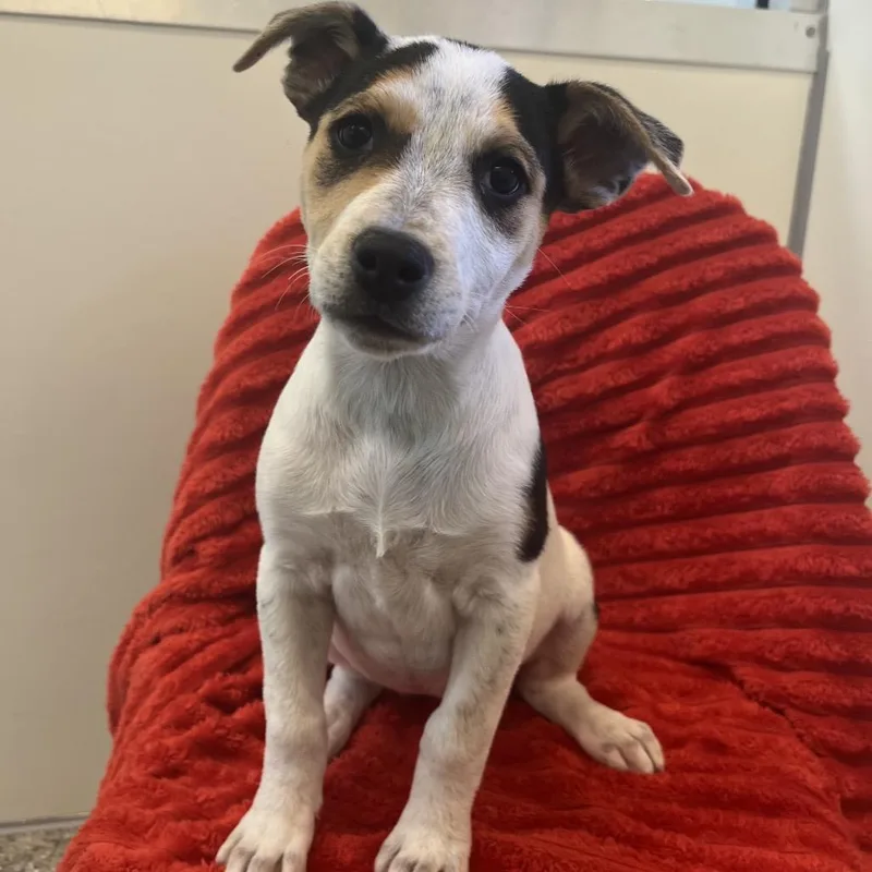 A baby medium-sized female White / Cream Australian Cattle Dog / Blue Heeler dog named Zelda for adoption in Las Vegas, NV