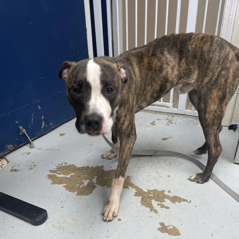 An adult medium-sized male Brindle Pit Bull Terrier dog named Titan for adoption in Uniontown, PA