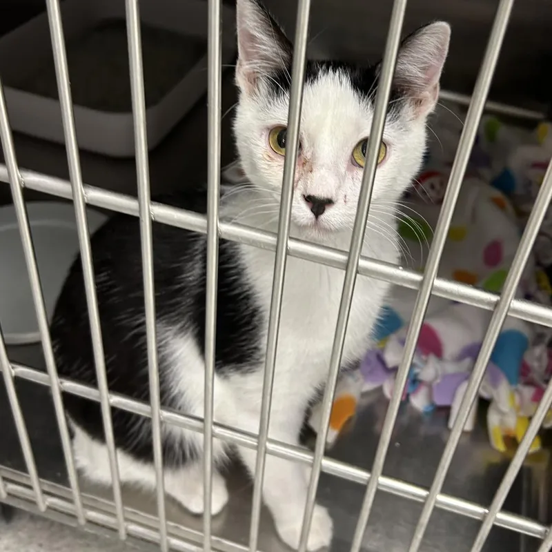 A young medium-sized female Black Domestic Short Hair cat named Cookie for adoption in Hannibal, MO