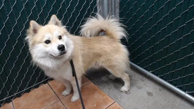 A young medium-sized male Husky dog named Roki for adoption in Downey, CA