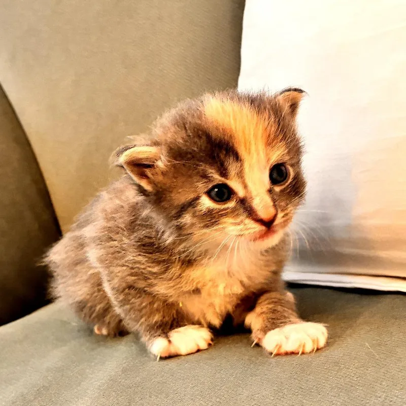 A baby small-sized female Calico Domestic Short Hair cat named Europa for adoption in Long Beach, CA