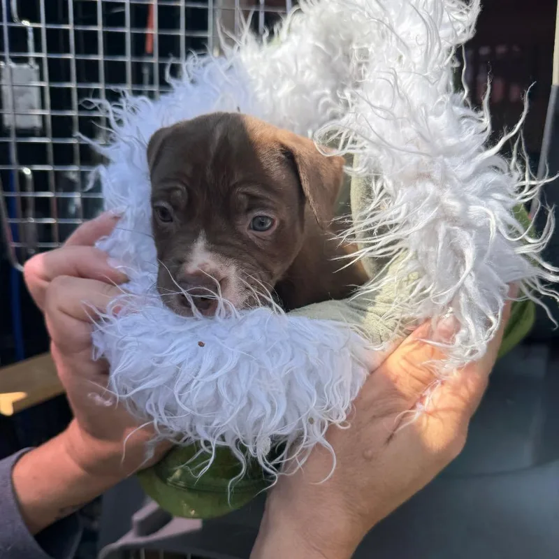 A baby small-sized female Brown / Chocolate Pit Bull Terrier dog named Thunder Paws for adoption in Northbrook, IL
