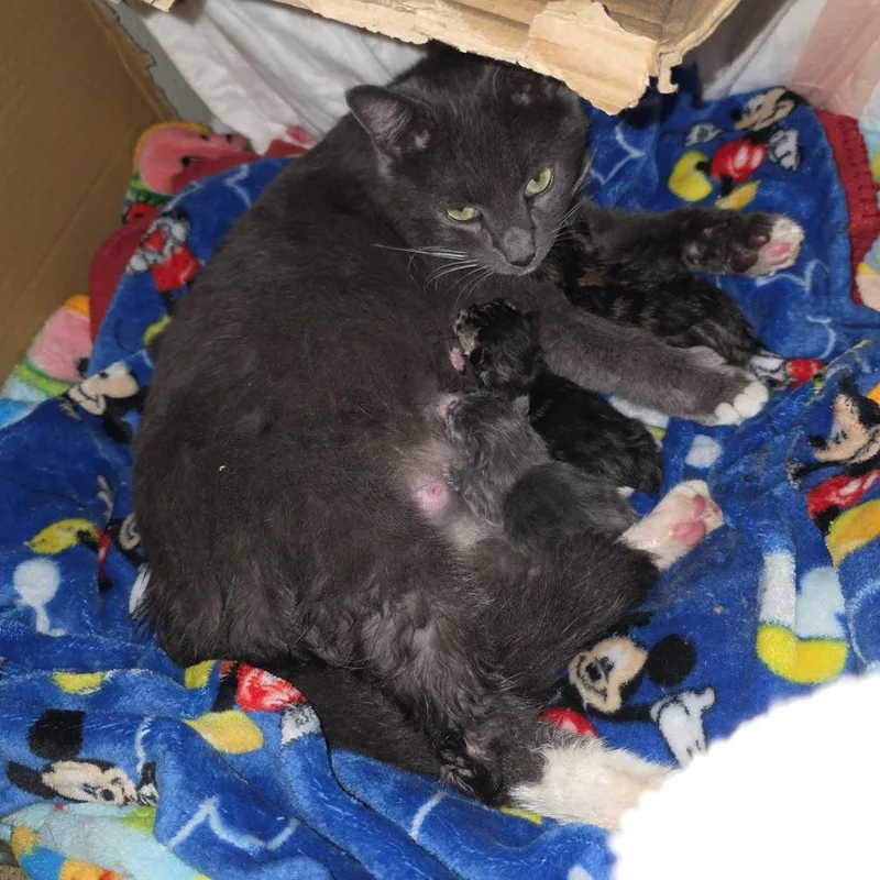 Valentine thumbnail 4