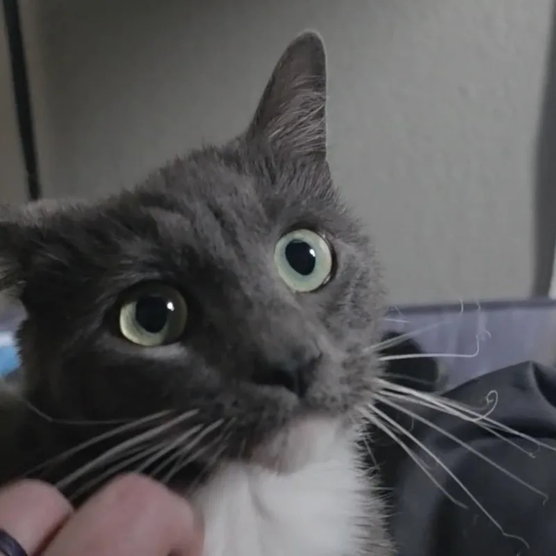 Valentine thumbnail 6