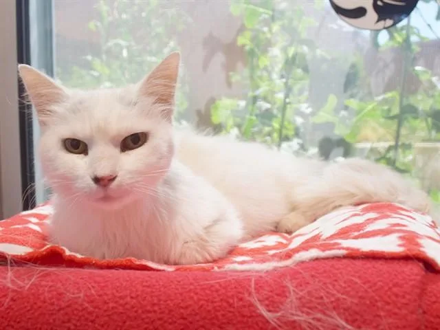 Elsa