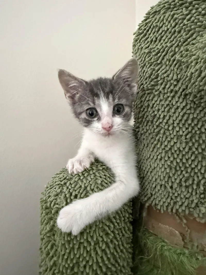 A baby medium-sized male Gray & White American Shorthair cat named Fez for adoption in Springfield, MA