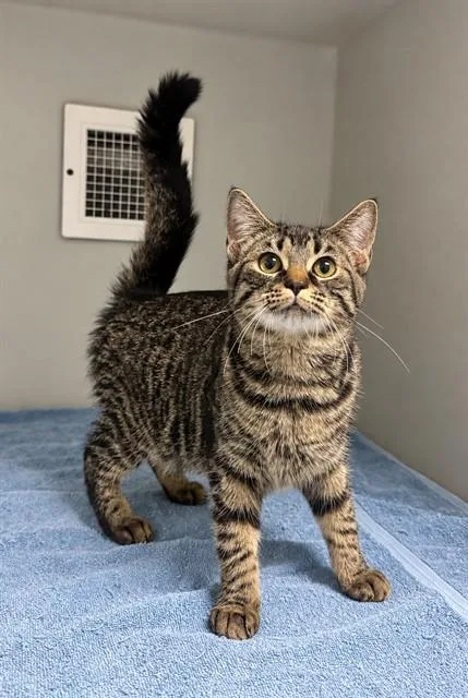 A baby small-sized female Domestic Short Hair cat named Jill for adoption in Statesville, NC