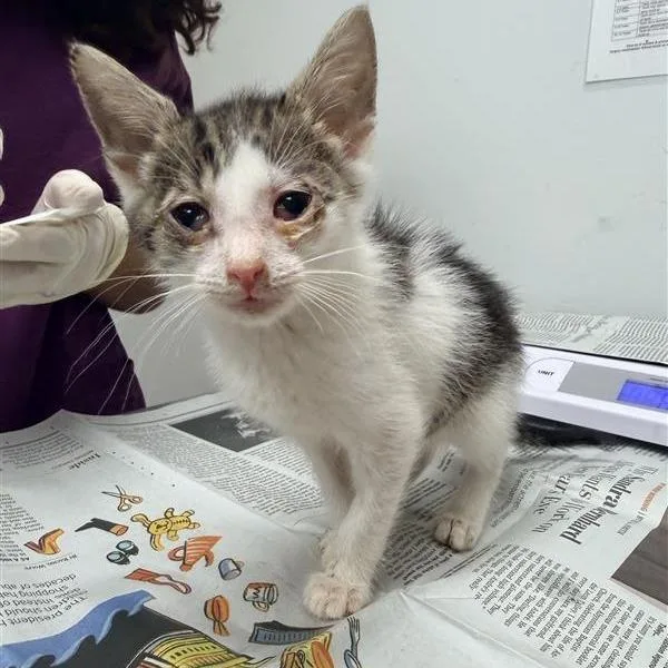 A baby small-sized male Domestic Short Hair cat named Dorough for adoption in Jacksonville, FL