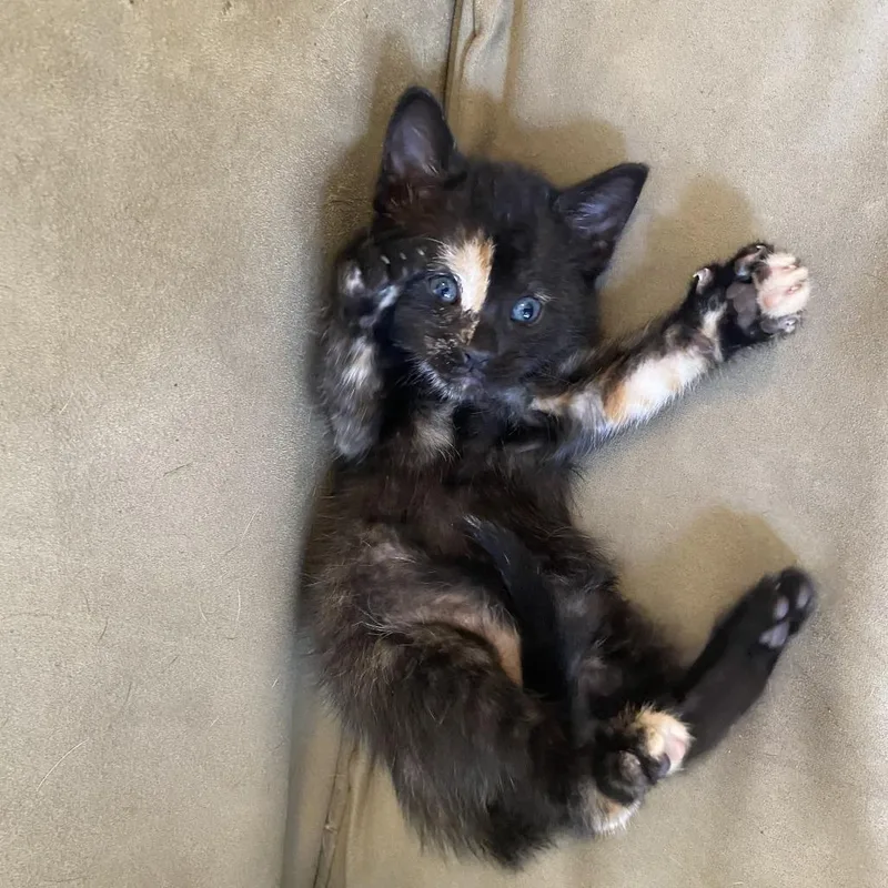 A baby small-sized female Tortoiseshell Domestic Short Hair cat named Maple for adoption in Columbia, MO