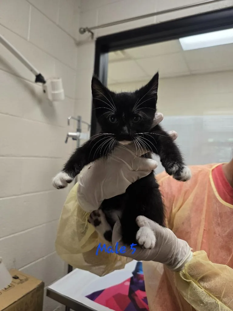 A baby medium-sized male Domestic Short Hair cat named Oyster for adoption in Madison, GA