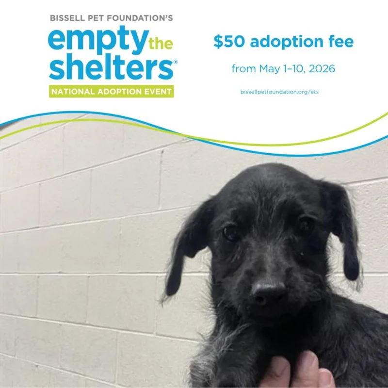 A baby small-sized male Doberman Pinscher dog named Iggy for adoption in Santa Cruz, CA