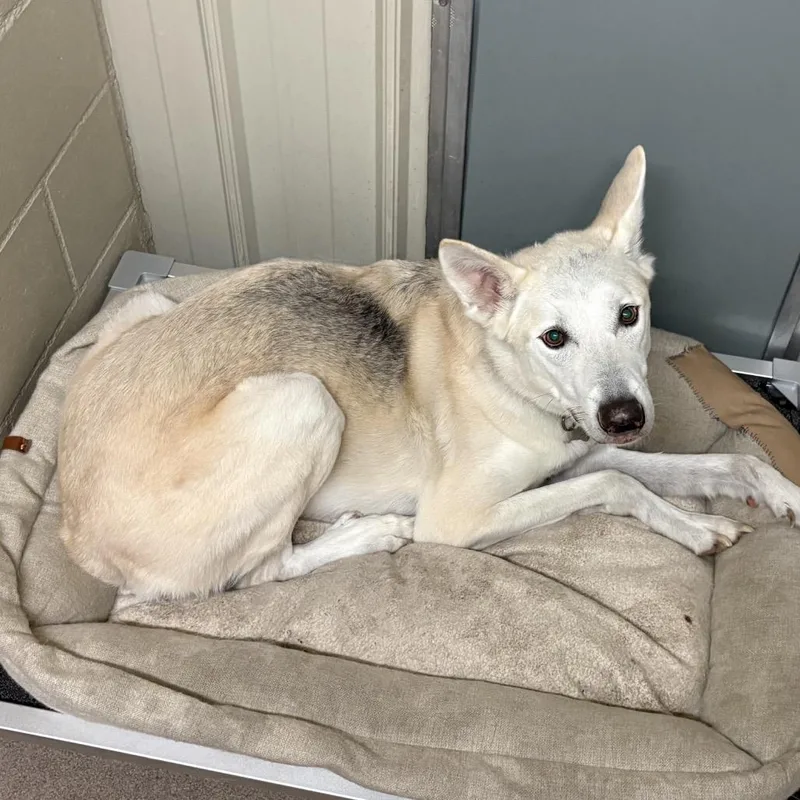 A senior large-sized male White / Cream White German Shepherd dog named Duke for adoption in Tulsa, OK