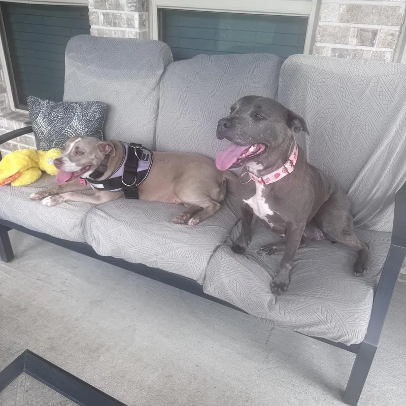 An adult medium-sized female Pit Bull Terrier dog named July for adoption in Martinez, CA