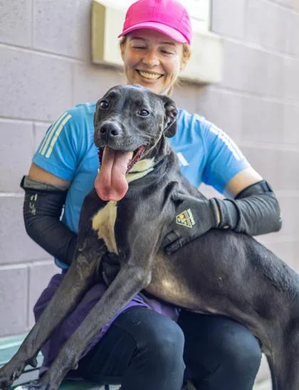 An adult large-sized male Mixed Breed dog named Pikachu for adoption in Chamblee, GA