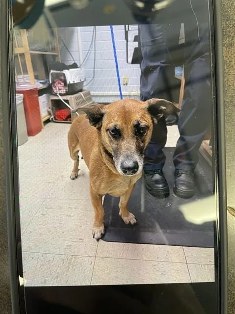 An adult small-sized male Terrier dog named Buddy for adoption in Stockton, CA