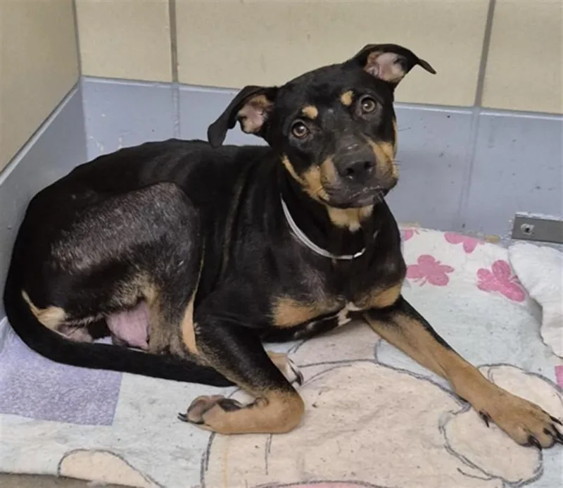 A young medium-sized female American Staffordshire Terrier dog named Coco for adoption in Houston, TX
