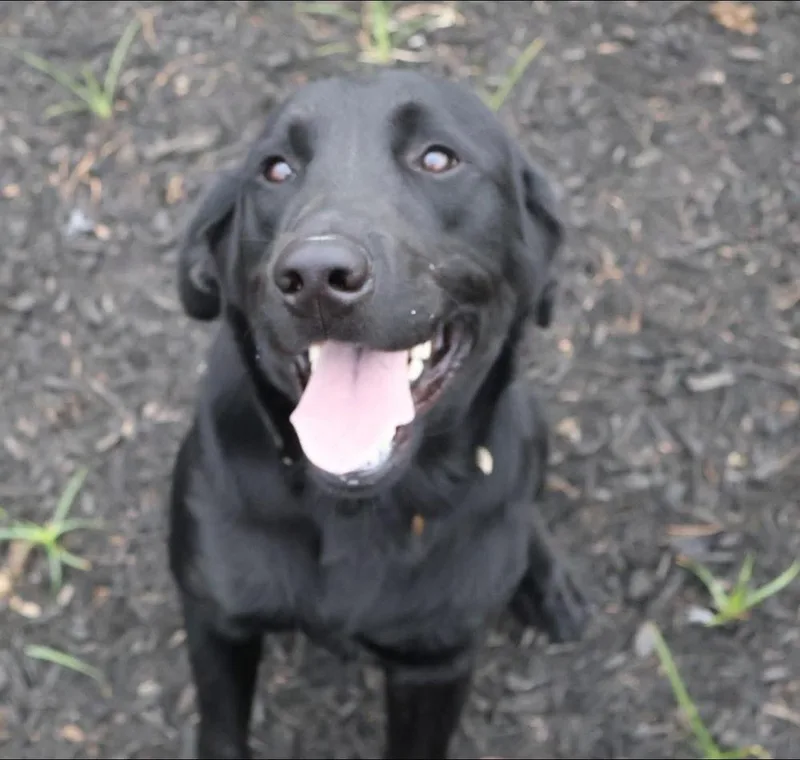 An adult large-sized male Black Labrador Retriever dog named Couture Boop for adoption in Broomfield, CO
